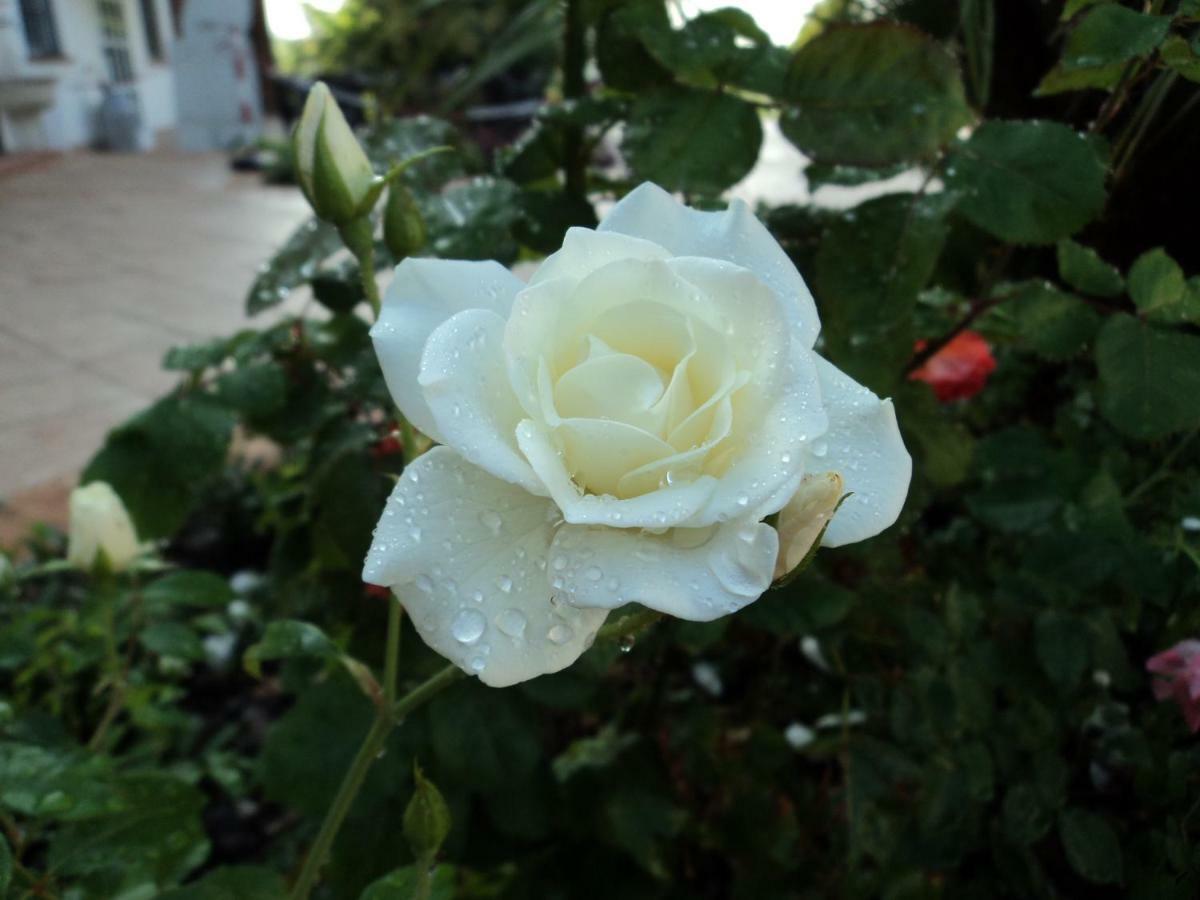 B&B Corte Delle Rose Castiglione Delle Stiviere Eksteriør billede